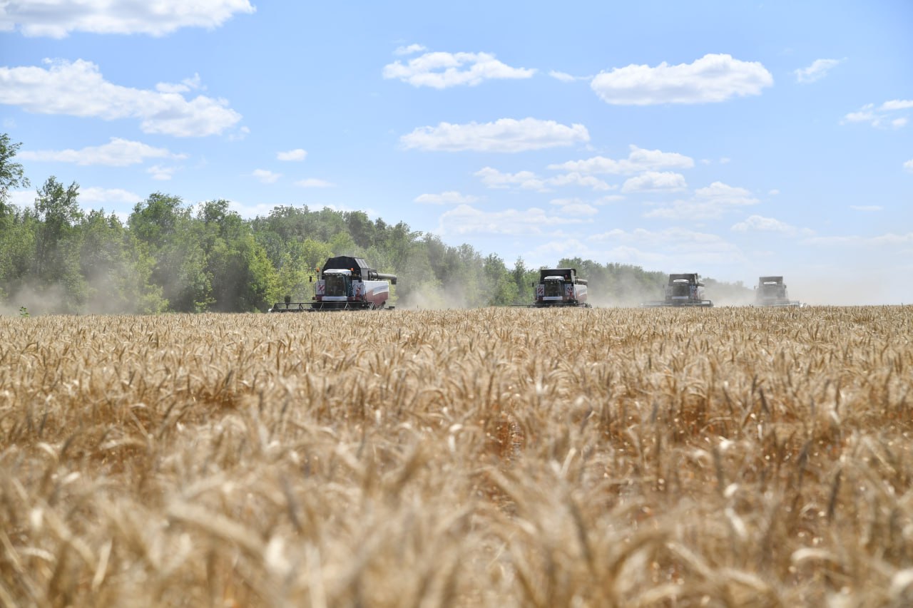 Саратовская область продолжает лидировать в Приволжье по сбору зерновых